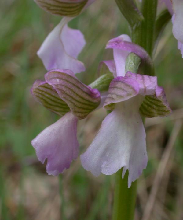 Orchidee del Chianti - Flora toscana